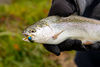 Micro Trout-Perch Jig Olive Killer Sapphire - MJ28-25 #8